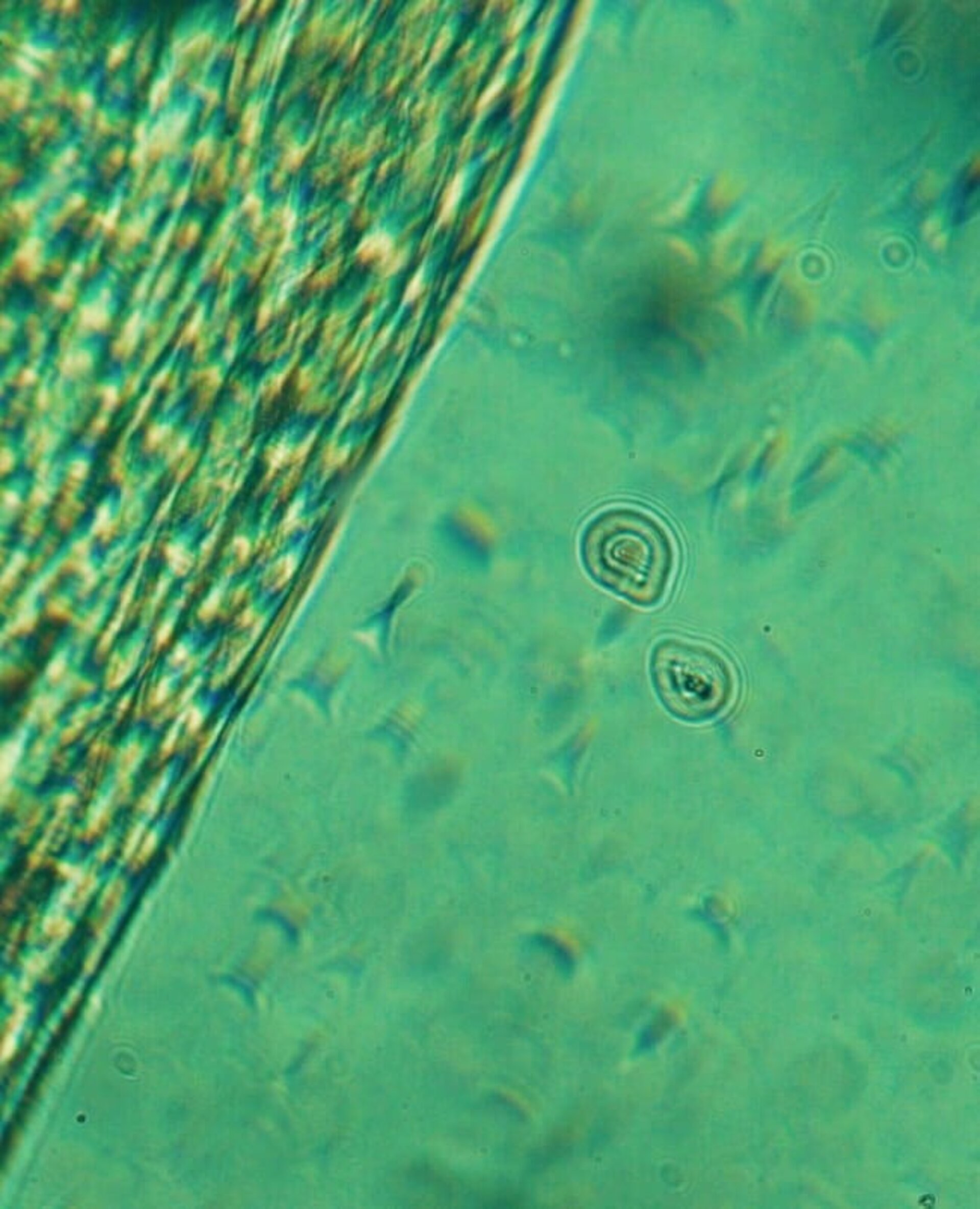 Aceite Facial Calmante con CBD - 6